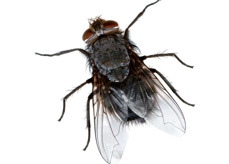 Commercial Pest Management