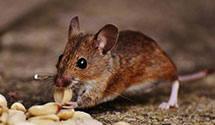 24 Hour & Emergency Exterminators in Big Sandy, WV
